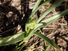 Ornithogalum concinnum