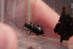 Pterostichus oblongopunctatus
