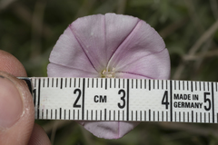 Convolvulus oleifolius