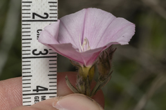 Convolvulus oleifolius
