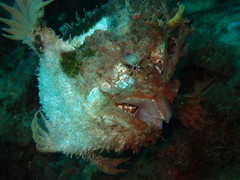 Lophiiformes