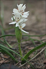 Wurmbea latifolia