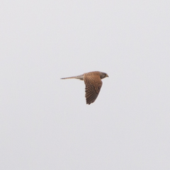 Falco tinnunculus