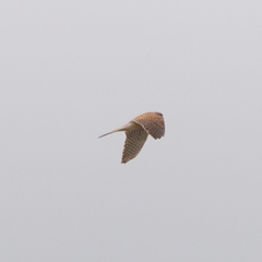 Falco tinnunculus