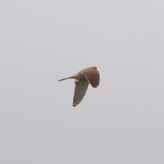 Falco tinnunculus