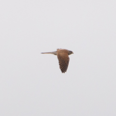 Falco tinnunculus