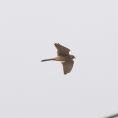 Falco tinnunculus