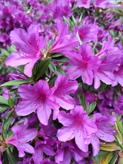 Rhododendron × pulchrum