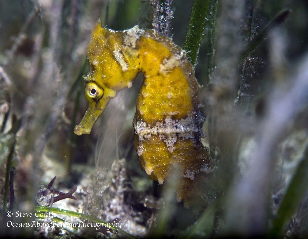 Longsnout cavalo-marinho ou Slender cavalo-marinho, Hippocampus reidi  amarelado, na frente de fundo branco fotos, imagens de © lifeonwhite  #10900562