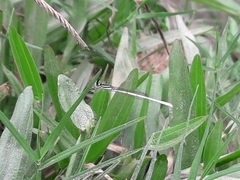 Agriocnemis lacteola