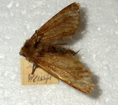 Dasypolia templi