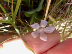Wahlenbergia albomarginata