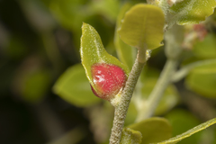 Plagiotrochus quercusilicis