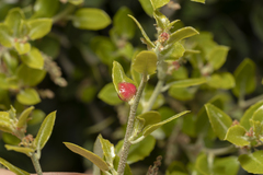 Plagiotrochus quercusilicis