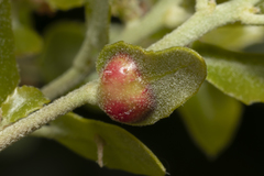 Plagiotrochus quercusilicis