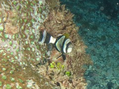 Amphiprion latezonatus