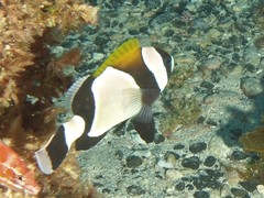 Amphiprion latezonatus