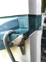 Pandesma quenavadi