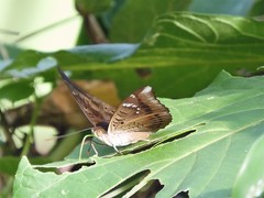 Euthalia aconthea gurda