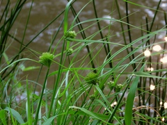 Carex bohemica