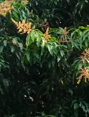 Mangifera indica