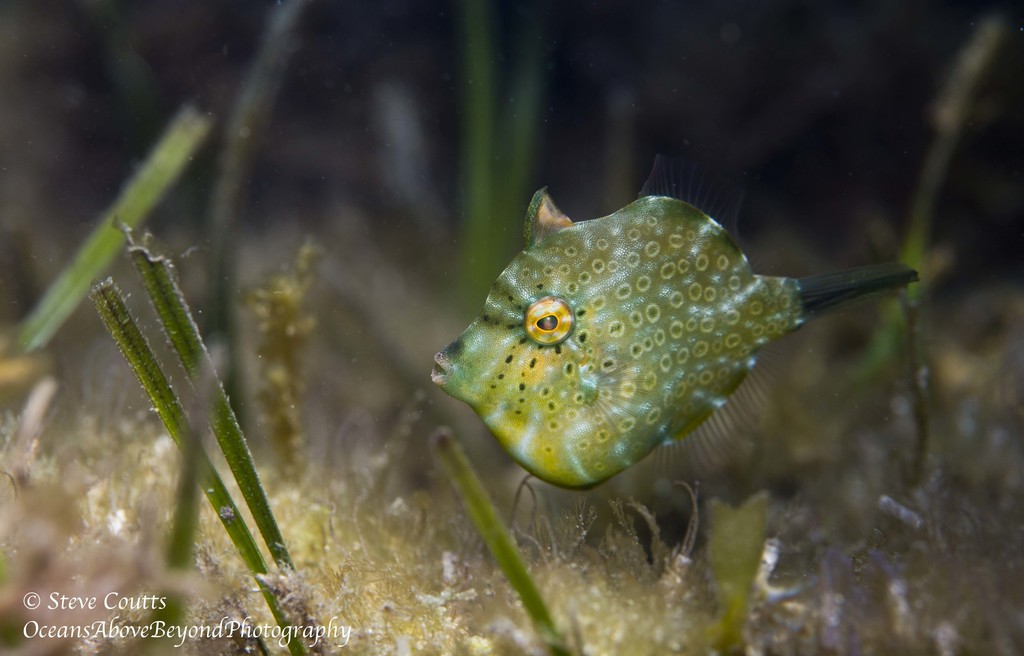 Pygmy leatherjacket (Brachaluteres jacksonianus) — Monacanthidae