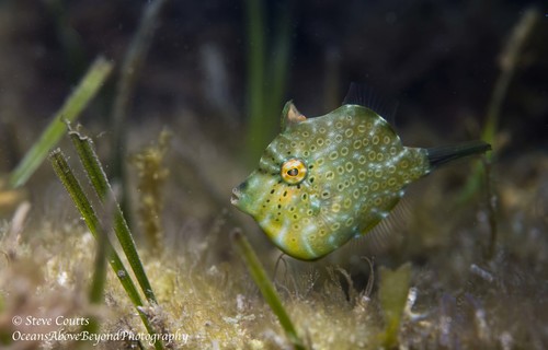 Pygmy leatherjacket (Brachaluteres jacksonianus) — Monacanthidae