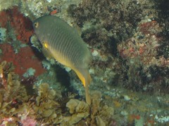 Plectroglyphidodon gascoynei