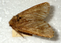 Dasypolia templi