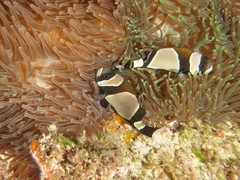 Amphiprion latezonatus