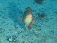 Lethrinus miniatus