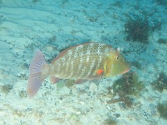 Lethrinus miniatus