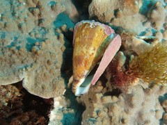 Conus capitaneus