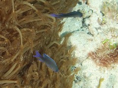 Chrysiptera notialis