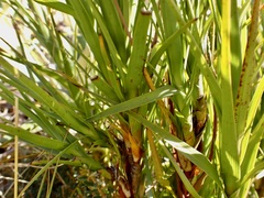 Dracophyllum longifolium