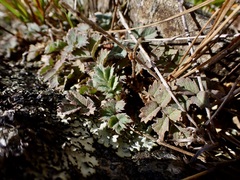 Acaena anserinifolia