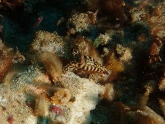 Hypselodoris jacksoni