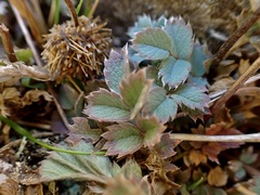 Acaena anserinifolia