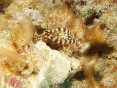 Hypselodoris jacksoni