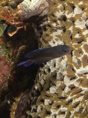 Chrysiptera notialis