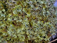 Pseudocyphellaria glabra