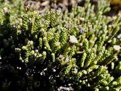 Helichrysum intermedium