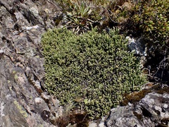 Helichrysum intermedium