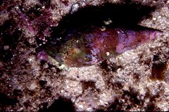 Mitridae
