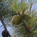 Torrey Pine - Photo (c) 116916927065934112165, some rights reserved (CC BY), uploaded by 116916927065934112165