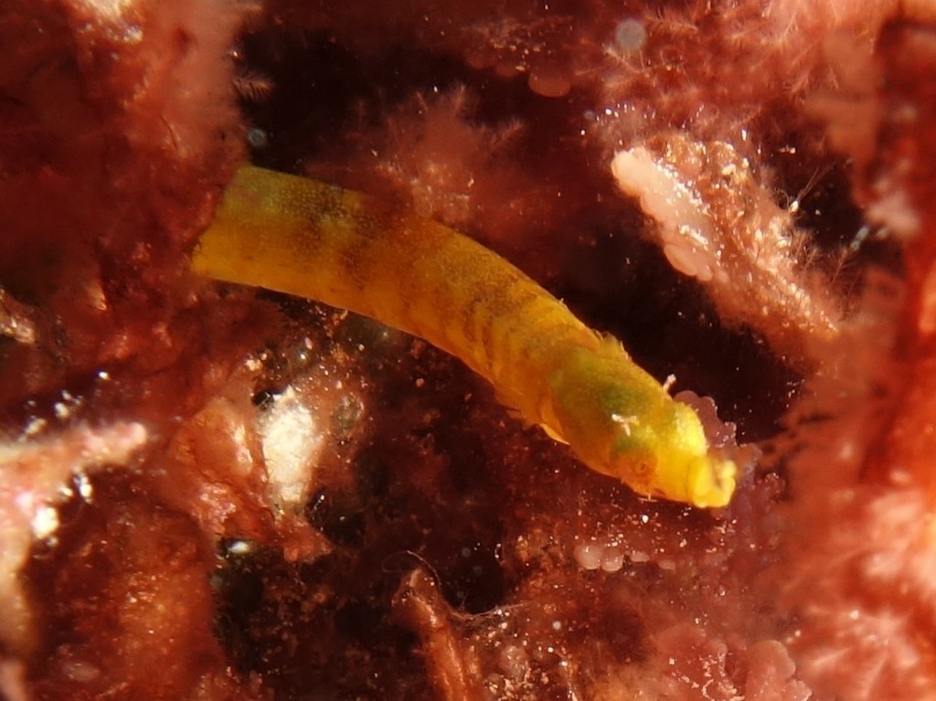 Booth's Pipefish