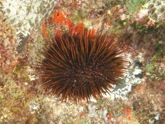 Heliocidaris tuberculata