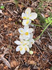 Thalictrum tuberosum