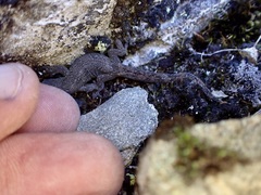 Woodworthia southern alps