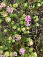 Phylica gnidioides